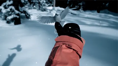 Snowboarding 2019